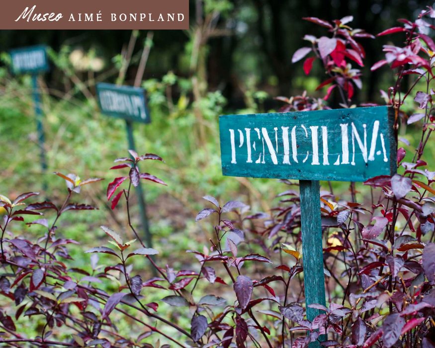 Museu Aimé Bonpland, placa de planta medicinal